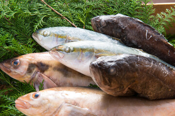 鮮魚