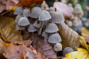 mushrooms in the forest