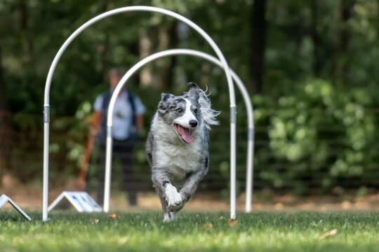 Hund im Hoopers Parcour