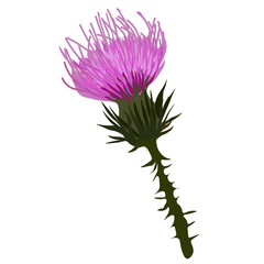 Thistle vector stock illustration close up. Superfood thistle medical herb. Hand drawn composition of a Scottish purple Bud, Field flower, meadow grass. Isolated on a white background
