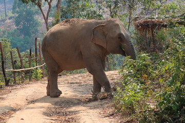 Free elephant eating in Chiang Chill Elephant Park, Chiang Mai, Thailand