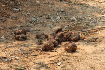 Close up of elephant poop balls