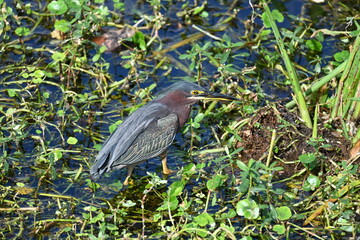 great blue heron
