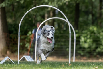 Hund im Hoopers Parcour