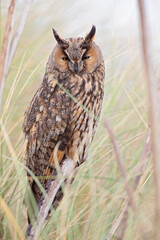 A long-eared owl (Asio otus) perched and resting in the daytime in the dunes.