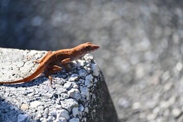 lizard on a rock