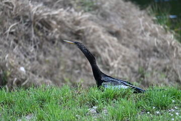 bird in the grass