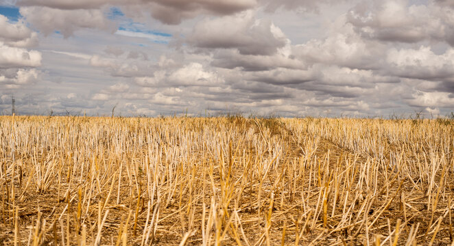 Rastrojo de cereal reci&eacute;n cosechado bajo un bonito cielo cubierto de nubes.