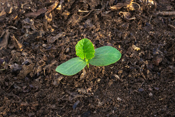 Young organic green squash plant growing in a garden