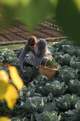 Woman with wicker basket harvesting vegetables from organic farm garden.