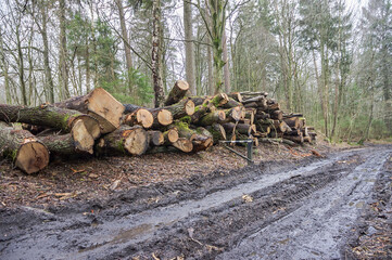 Cutting down trees. Logging. Trunks of felled trees. Deforestation.