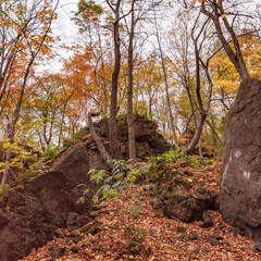 Ancient Forest in Full Fall Glory