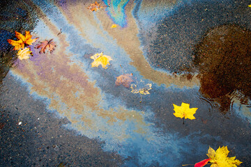Iridescent spots of gasoline on wet asphalt with yellow autumn