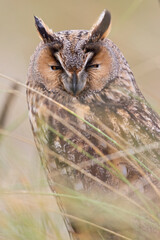 A close-up of a long-eared owl perched and resting in the daytime in the dunes.