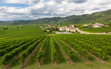 The world famous unique vineyard hilly landscape of the Soave territory, in the Veneto region, Italy