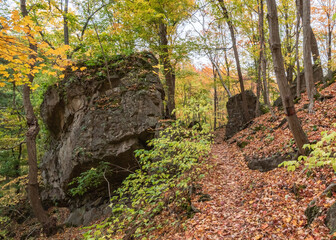Ancient Forest in Full Fall Glory