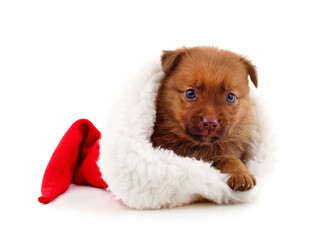 Fototapeta na wymiar One dog in a Christmas hat.