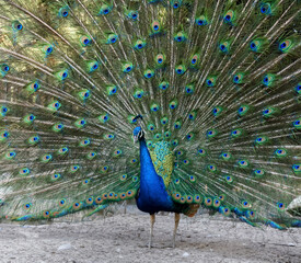 Pavo real del ecosistema Boliviano 