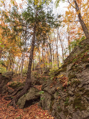 Ancient Forest in Full Fall Glory