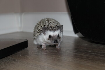 hedgehog