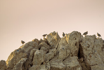 Rock partridges birds sitting on a rock with purplish sky at the background.