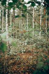 Fototapete bei efototapeten.de bestellen   