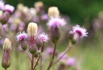Beautiful exotic flowers into nature at summer