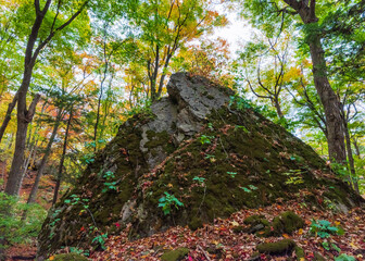 Ancient Forest in Full Fall Glory