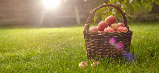 Healthy Organic Apples in the Basket on green grass in sunshine