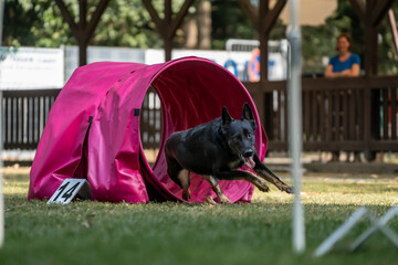 Hund im Hoopers Parcour