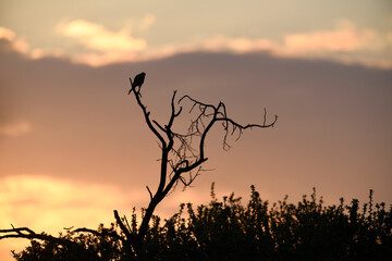 Eurasian Kestrel silhouette on old dry tree at gold sunrise