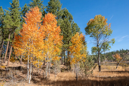 A natural gradient from red to orange to yellow to green as Aspen trees (Populus tremuloides) changes leaf color in the fall