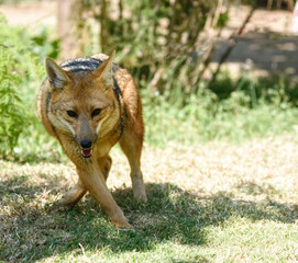 Zorro andino