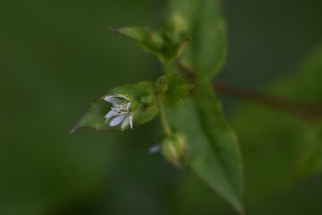 Chickweed (Stellaria media) / Caryophyllaceae grass