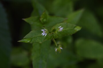 Chickweed (Stellaria media) / Caryophyllaceae grass