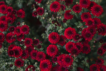 Obraz na płótnie Canvas Bright red Chrysanthemums flowers in a autumn garden.