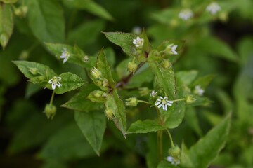 Chickweed (Stellaria media) / Caryophyllaceae grass