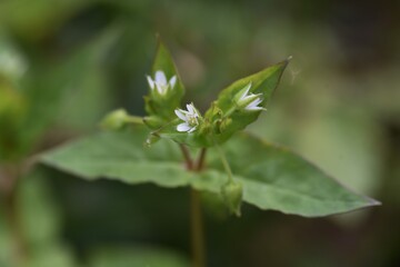 Chickweed (Stellaria media) / Caryophyllaceae grass
