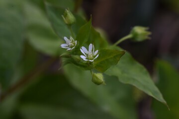 Chickweed (Stellaria media) / Caryophyllaceae grass