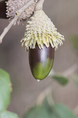 Quercus suber cork oak tree of humid Mediterranean climate produces acorns that feed pigs and cows...