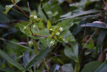 Chickweed (Stellaria media) / Caryophyllaceae grass