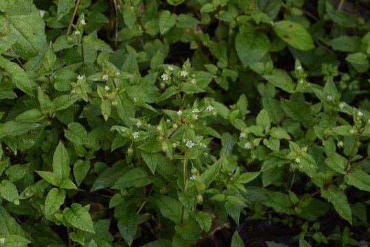 Chickweed (Stellaria media) / Caryophyllaceae grass