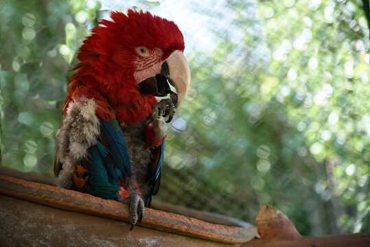 Perico y papagayo del ecosistema Boliviano 