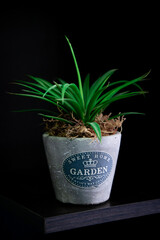 Green session on dark background