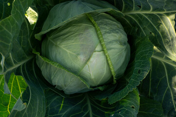 Obraz premium head of cabbage on a bed