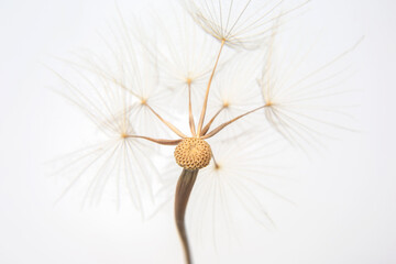 big dandelion seed on white background