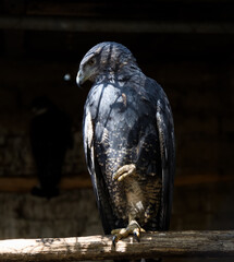 halcón del ecosistema boliviano 