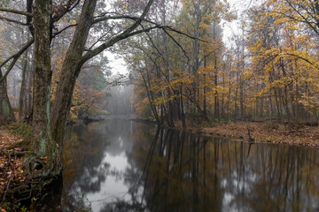 Obraz premium Autumnal Fog