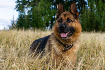 A dog in a field of wheat. German shepherd. Young male German shepherd.