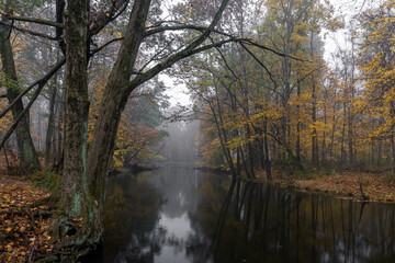 Autumnal Fog
